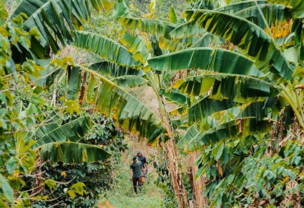 coffee farm shade